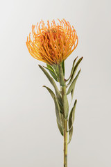 Orange pincushion protea flower