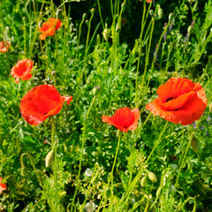Scarlet poppies in a green meadow. Spring .