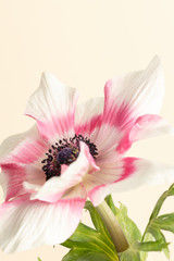 Fototapeta na wymiar Blooming pink anemone flower
