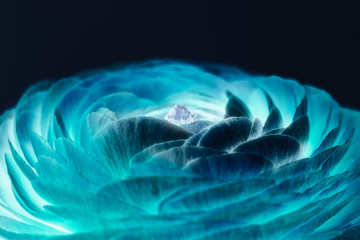 Inverted buttercup flower with curves and layers macro shot