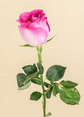 Blooming pink rose flower