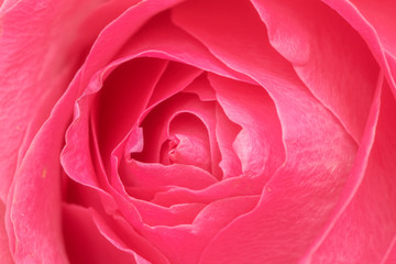Vibrant pink rose petals macro photography