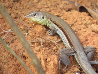 Lizard Cuba