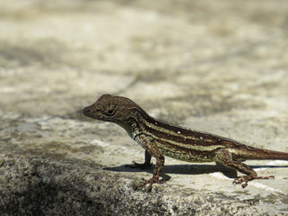 Lizard Cuba