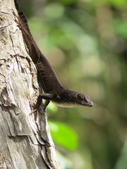 Lizard Cuba