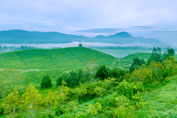 Misty morning at tea plantation highland