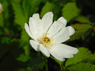 Obraz na płótnie Canvas Snowdrop. Wildlife Flower. Spring, the first forest flowers.