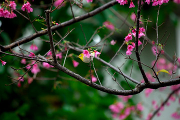 Birds shuttle through beautiful cherry trees on a rainy day