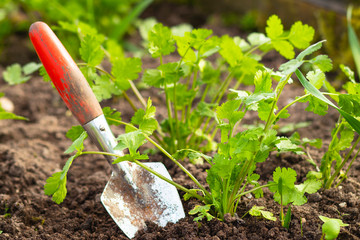 Close-up of a shovel in the ground, harvesting coriander or dumplings. concept, spring sowing and...
