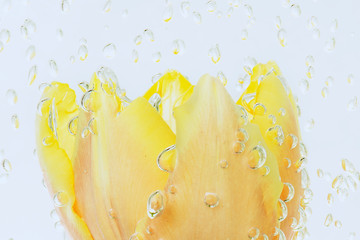 Fototapeta na wymiar Tulip flower with air bubbles in a water bath