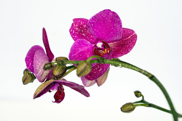 Fototapeta premium Purple orchid flower phalaenopsis, phalaenopsis or falah on a white background. Purple phalaenopsis flowers on the centre. Known as butterfly orchids. Selective focus.