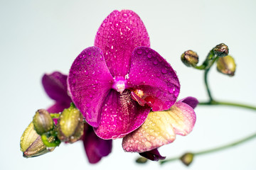 Purple orchid flower phalaenopsis, phalaenopsis or falah on a white background. Purple phalaenopsis...