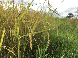 rice field in Thailand