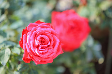 Beautiful red roses flower in the garden