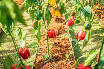 Red bell pepper plant growing in organic garden