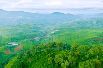 Stunning aerial landscape of green tea plantation