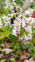 bee on a flower