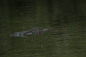 Crocodile or an alligator moving gently in water for catch its  pray, he's very Dangerous.