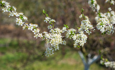Spring pear tree in garden. Gardening concept