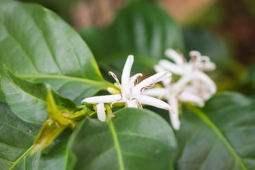 White flower in coffee tree close up