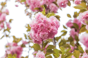 Prunus lannesiana Wils in bloom in the park