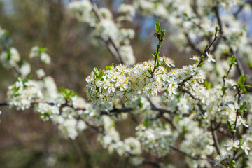 Spring pear tree in garden. Gardening concept