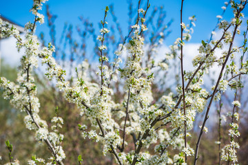 Spring pear tree in garden. Gardening concept