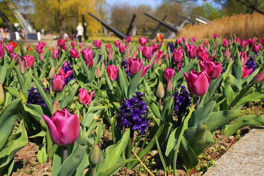 Beautiful Tulips in "Britzer Garden" (Britzer Garten) Berlin - Germany
