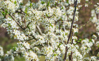 Spring pear tree in garden. Gardening concept