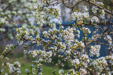Spring pear tree in garden. Gardening concept