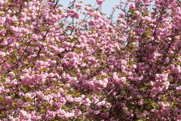 Prunus lannesiana Wils in bloom in the park