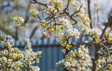 Spring pear tree in garden. Gardening concept