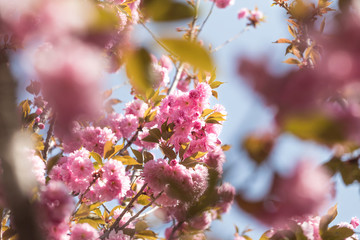 Prunus lannesiana Wils in bloom in the park