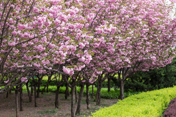 Prunus lannesiana Wils in bloom in the park