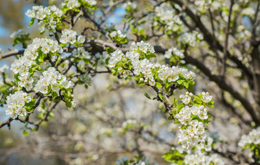 Spring pear tree in garden. Gardening concept