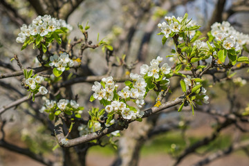 Spring pear tree in garden. Gardening concept