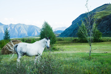 Beautiful white horse on the field. Selective focus.