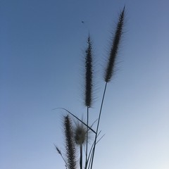 Fototapeta na wymiar reed on the sky