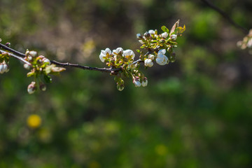 Spring cherry tree in garden. Gardening concept