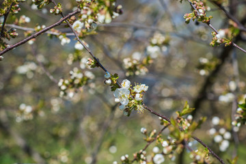 Spring cherry tree in garden. Gardening concept