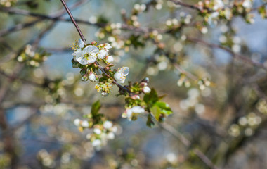 Spring cherry tree in garden. Gardening concept