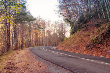 Road in yellow autumn forest.