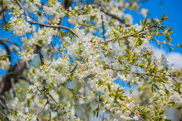 Spring cherry tree in garden. Gardening concept