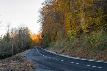 Fototapeta premium Road in yellow autumn forest.