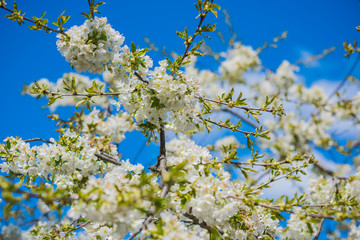 Spring cherry tree in garden. Gardening concept
