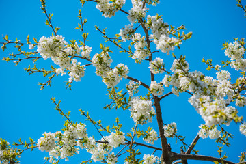 Spring cherry tree in garden. Gardening concept