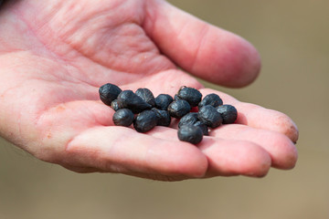 feces of a sheep in the form of balls in hand