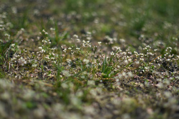 Small sping flovers in grass, blurred background. Sping minimal concept. Womens Day, Mothers Day. Nature background.