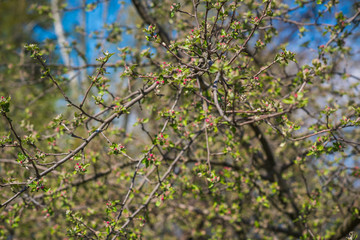 Spring apple tree in garden. Gardening concept 