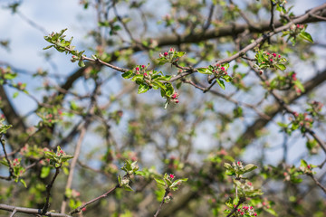 Spring apple tree in garden. Gardening concept 